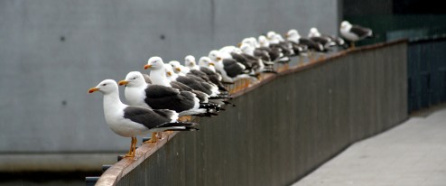 Fullkomin uppstilling. Árið 2012 fyrirskipuðu útgerðarmenn starfsfólki sínu upp í báta til að mótmæla í þágu LÍÚ vegna fyrirhugaðra breytinga á fiskveiðistjórnunarkerfinu. MYND: Örlygur Hnefill Örlygsson